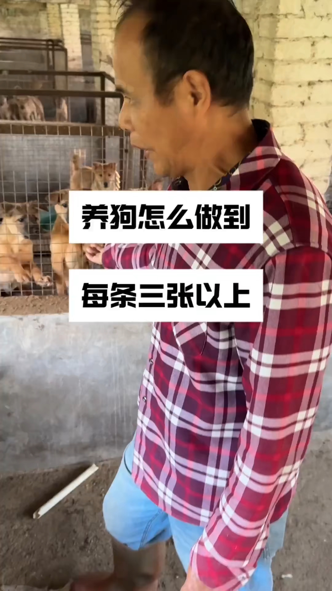 肉狗养殖如何做到每条狗利润三张
