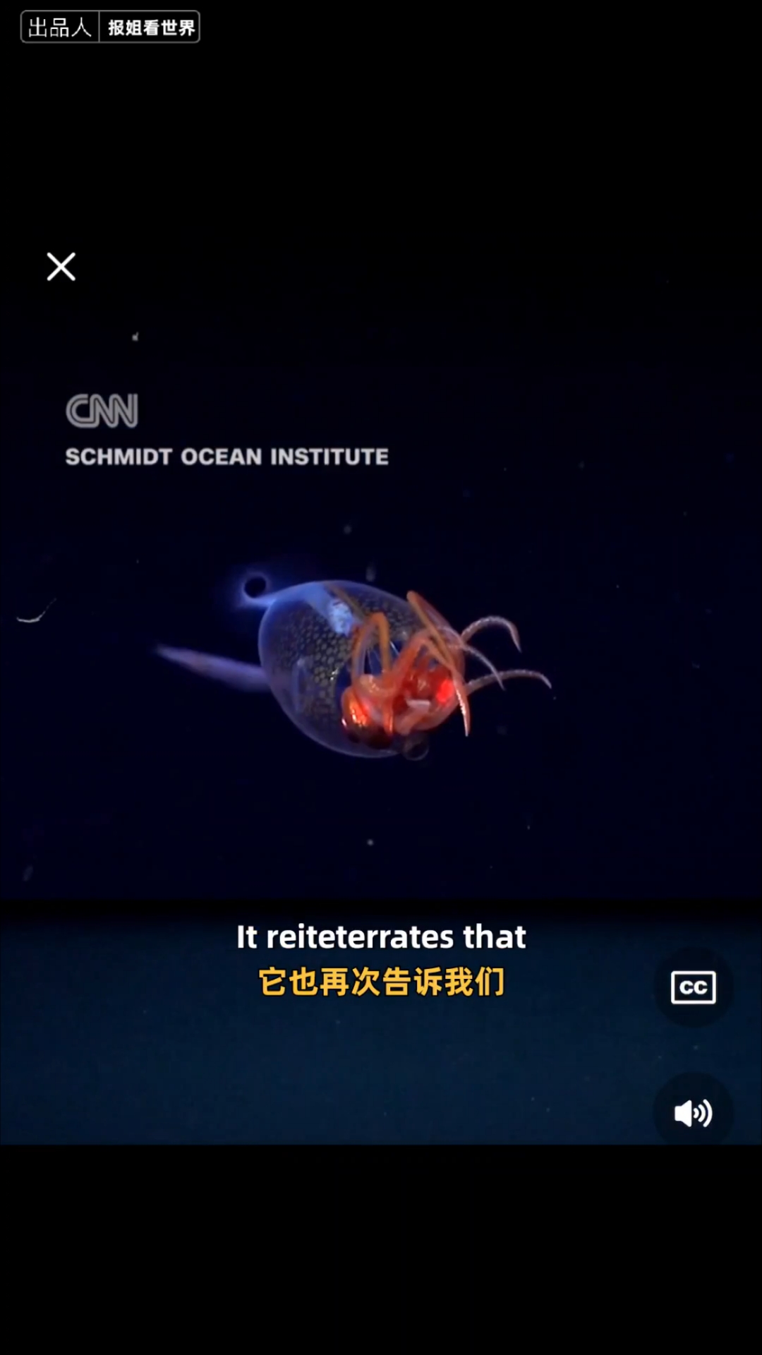 生猛!科学家首次发现活着的大王酸浆鱿,俗称大王乌贼