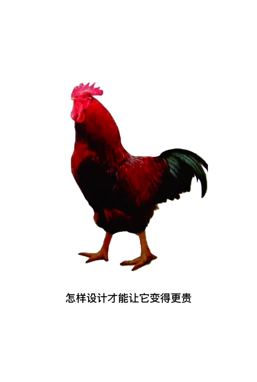 普通鸡如何变贵鸡？ #标志设计 #logo #LOGO设计