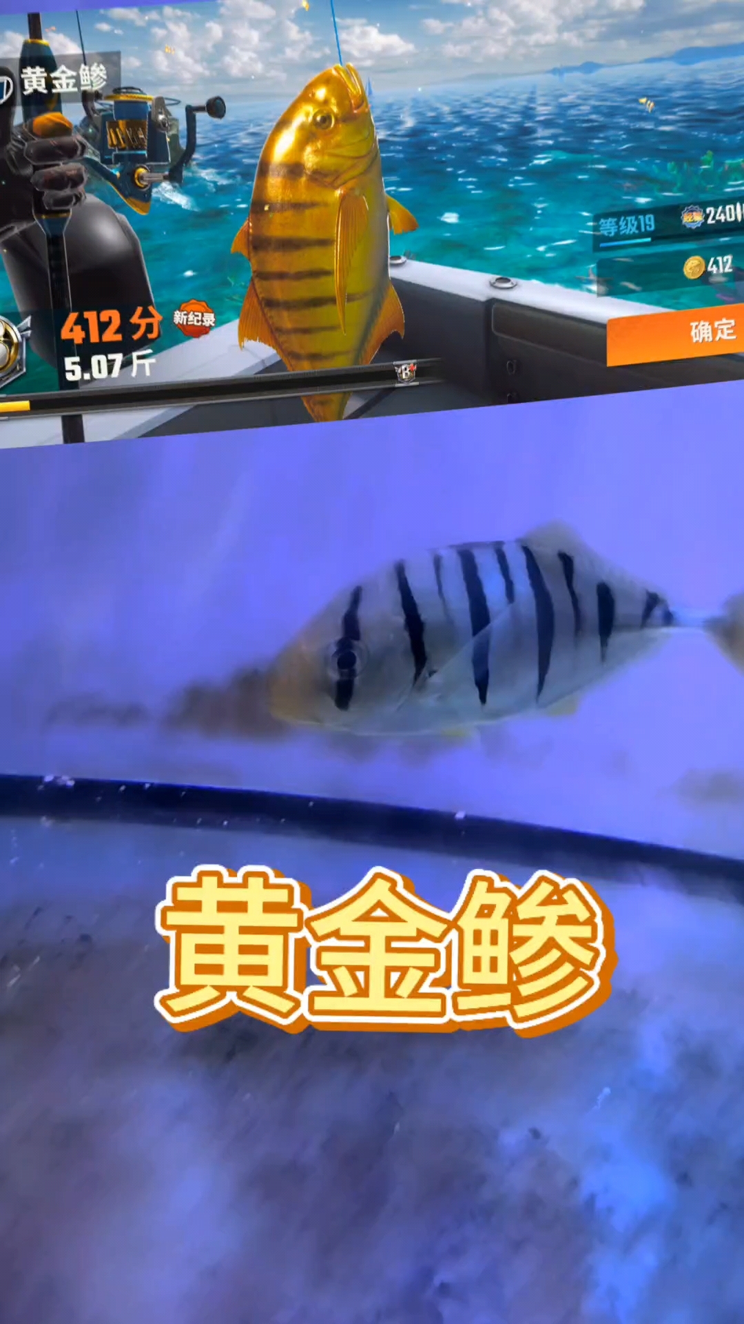 从游戏到现实—黄金鲹