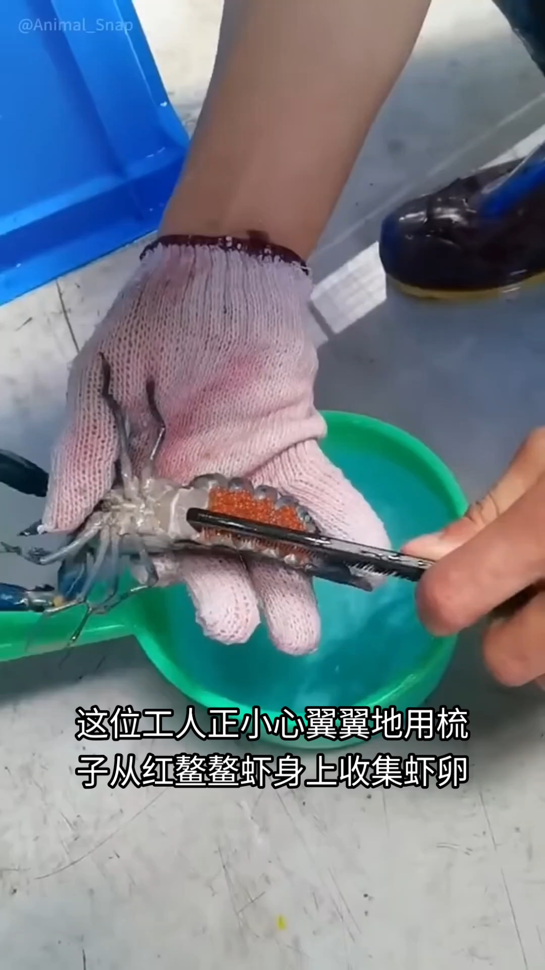 取红鳌虾的虾卵