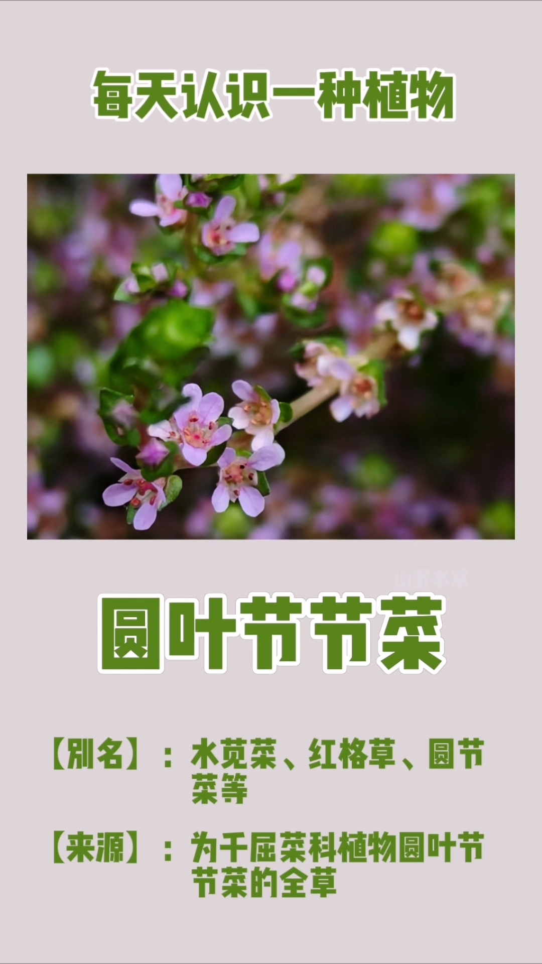 每天认识一种植物——圆叶节节菜