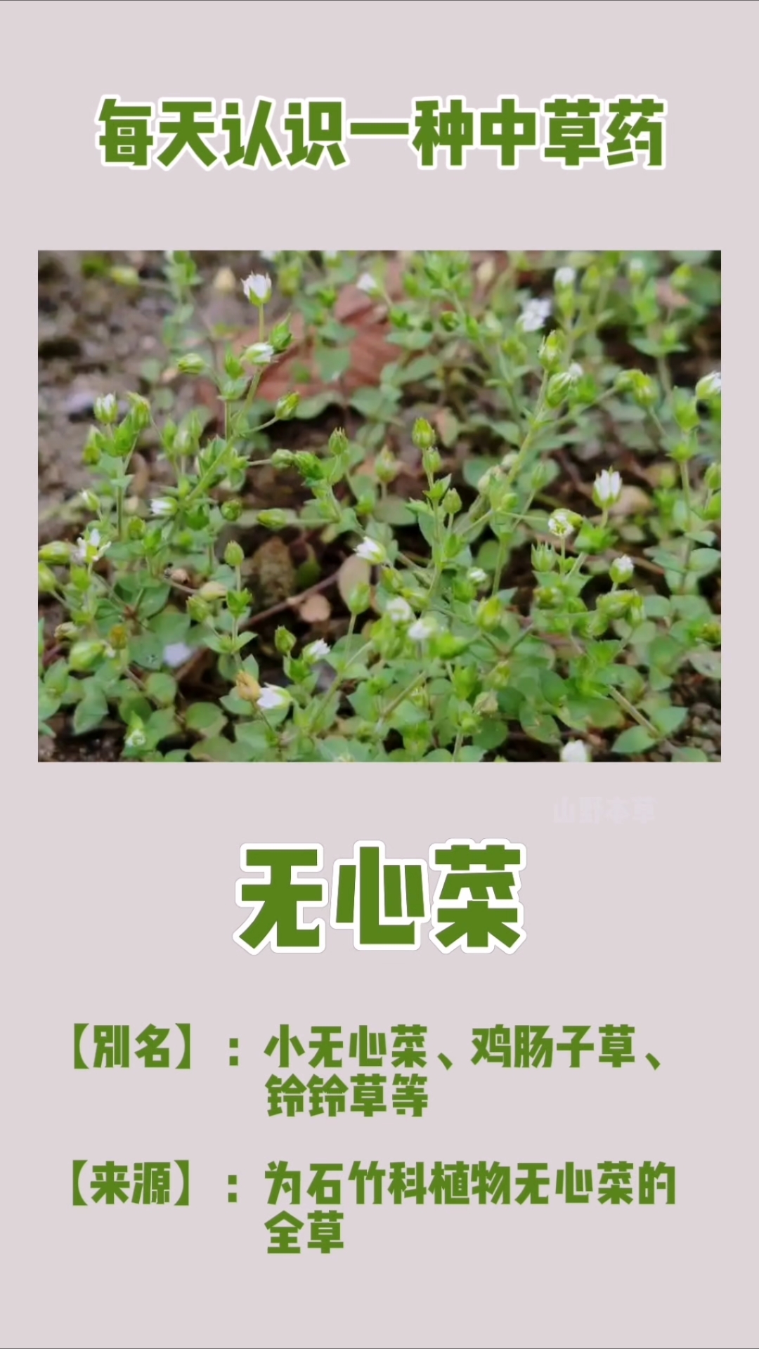 无心菜