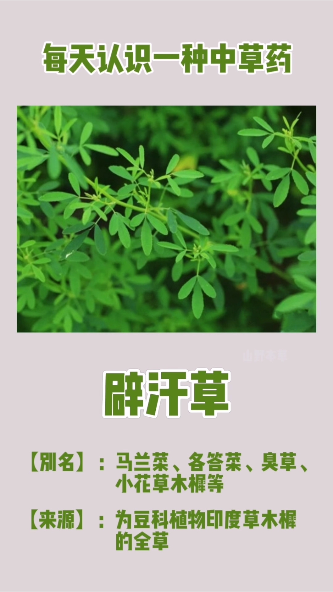 辟汗草