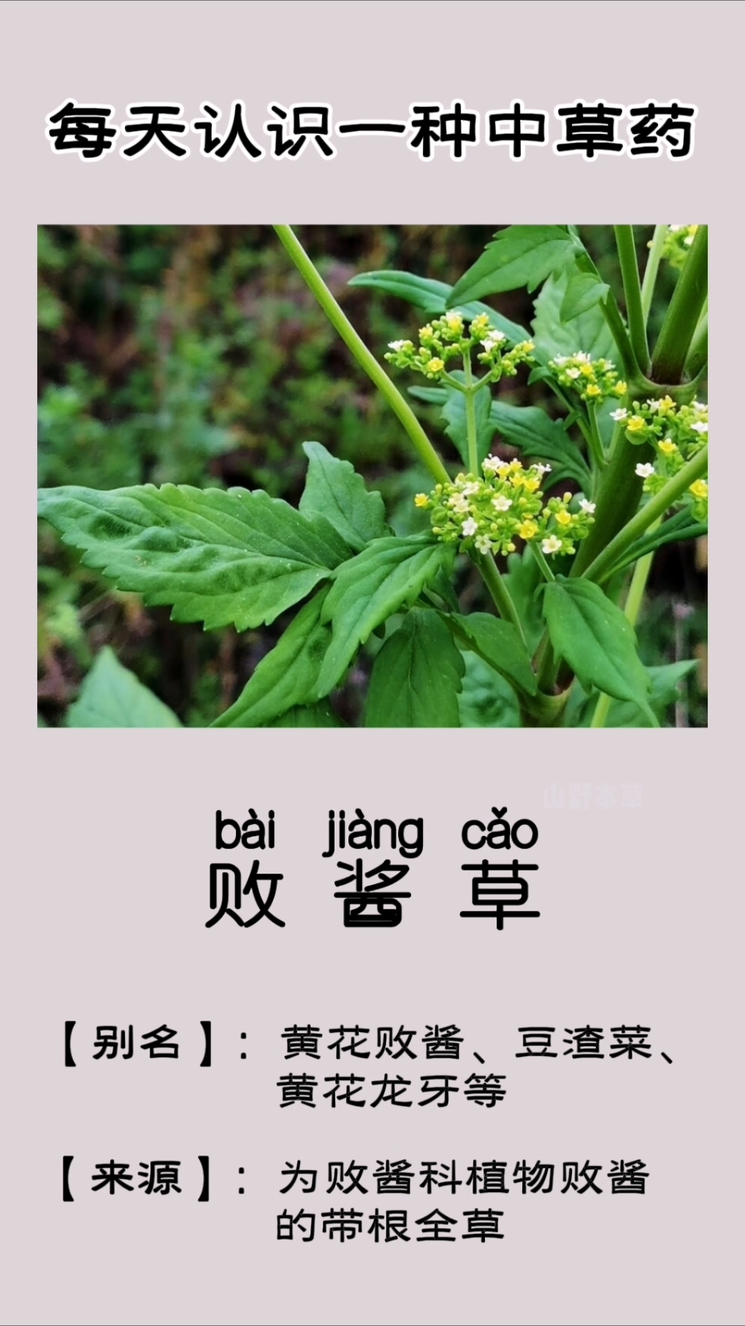 败酱草，别名：黄花败酱、豆渣菜、黄花龙牙等