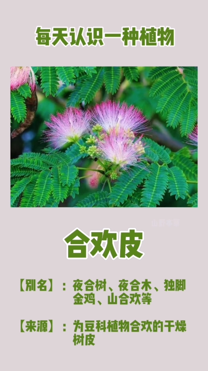 每天认识一种植物——合欢皮