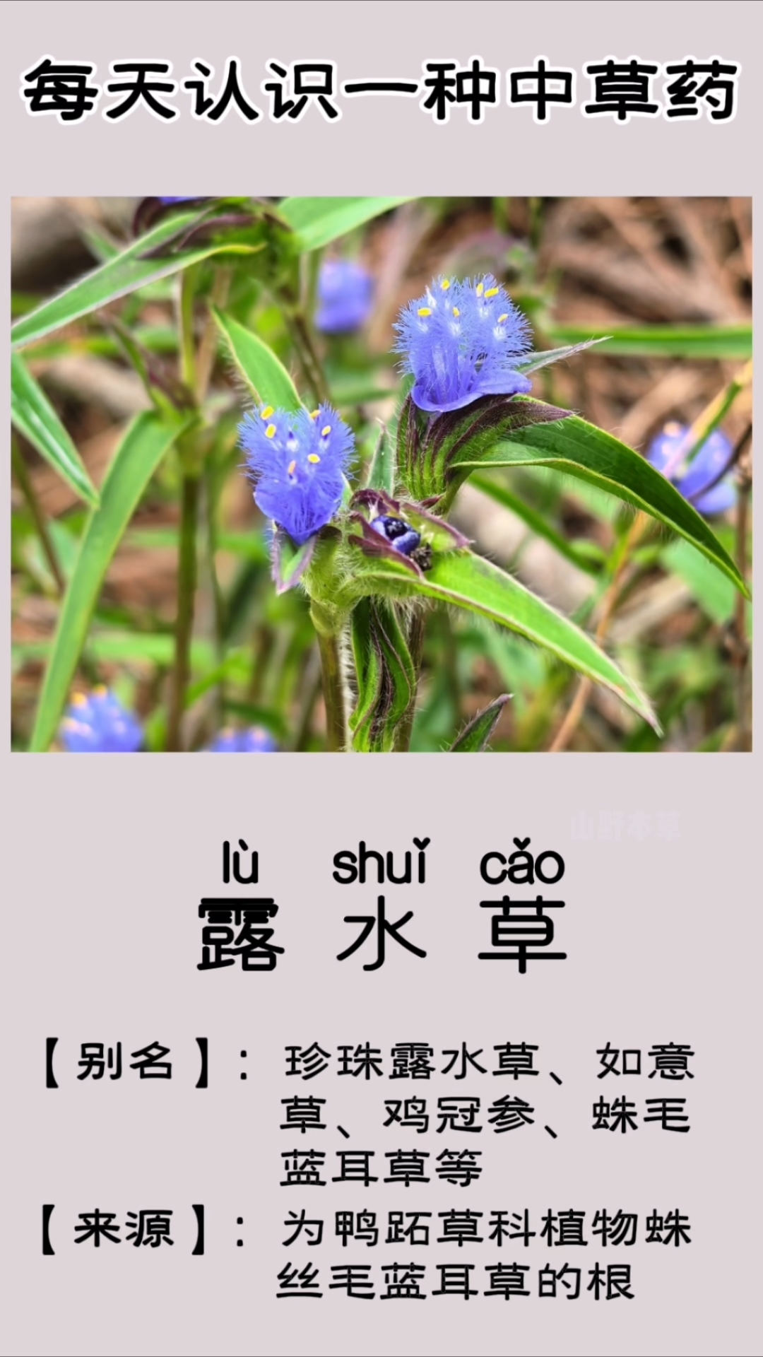 露水草,为鸭跖草科植物蛛丝毛蓝耳草的根