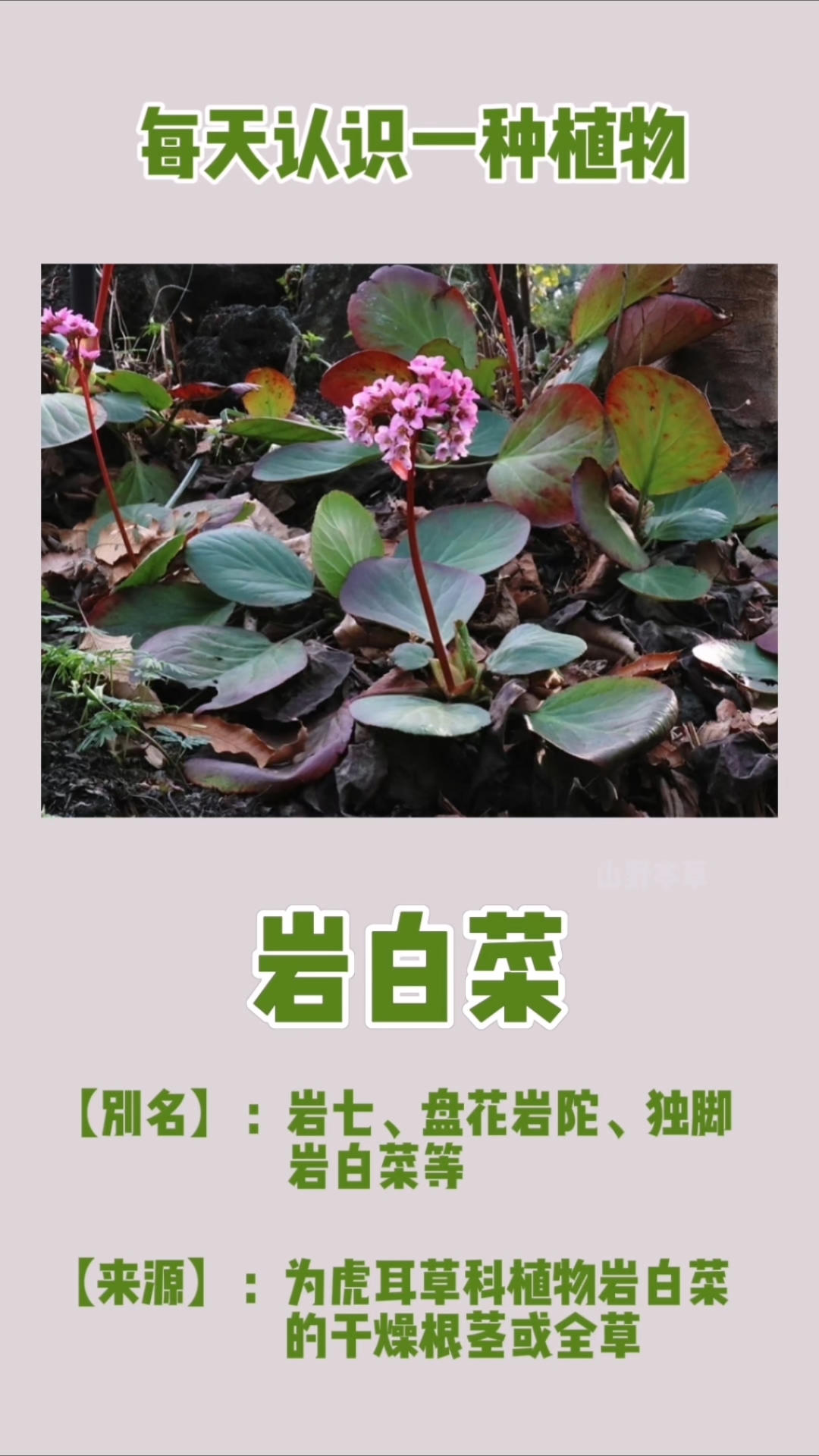 每天认识一种植物——岩白菜#岩白菜 #识百草 #药用植物 #