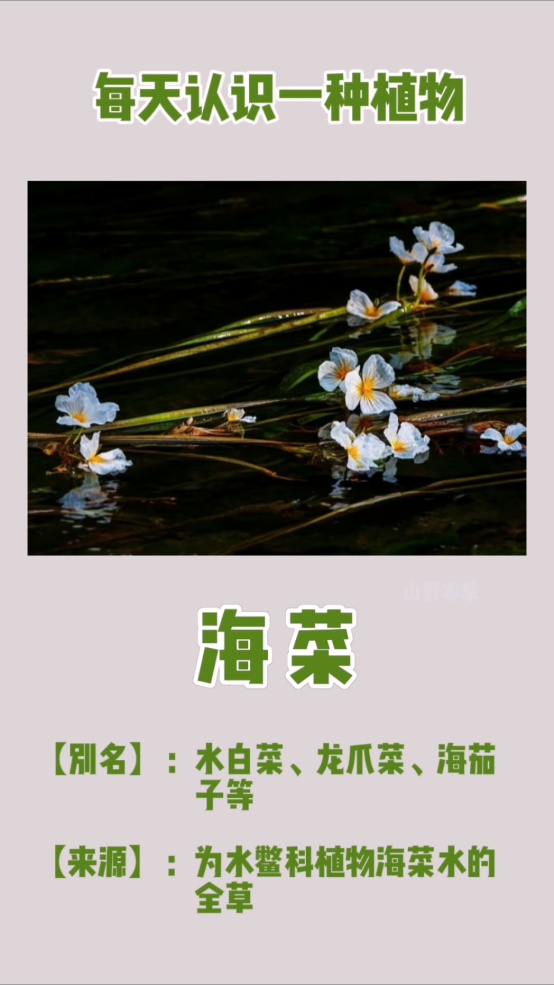 每天认识一种植物——海菜