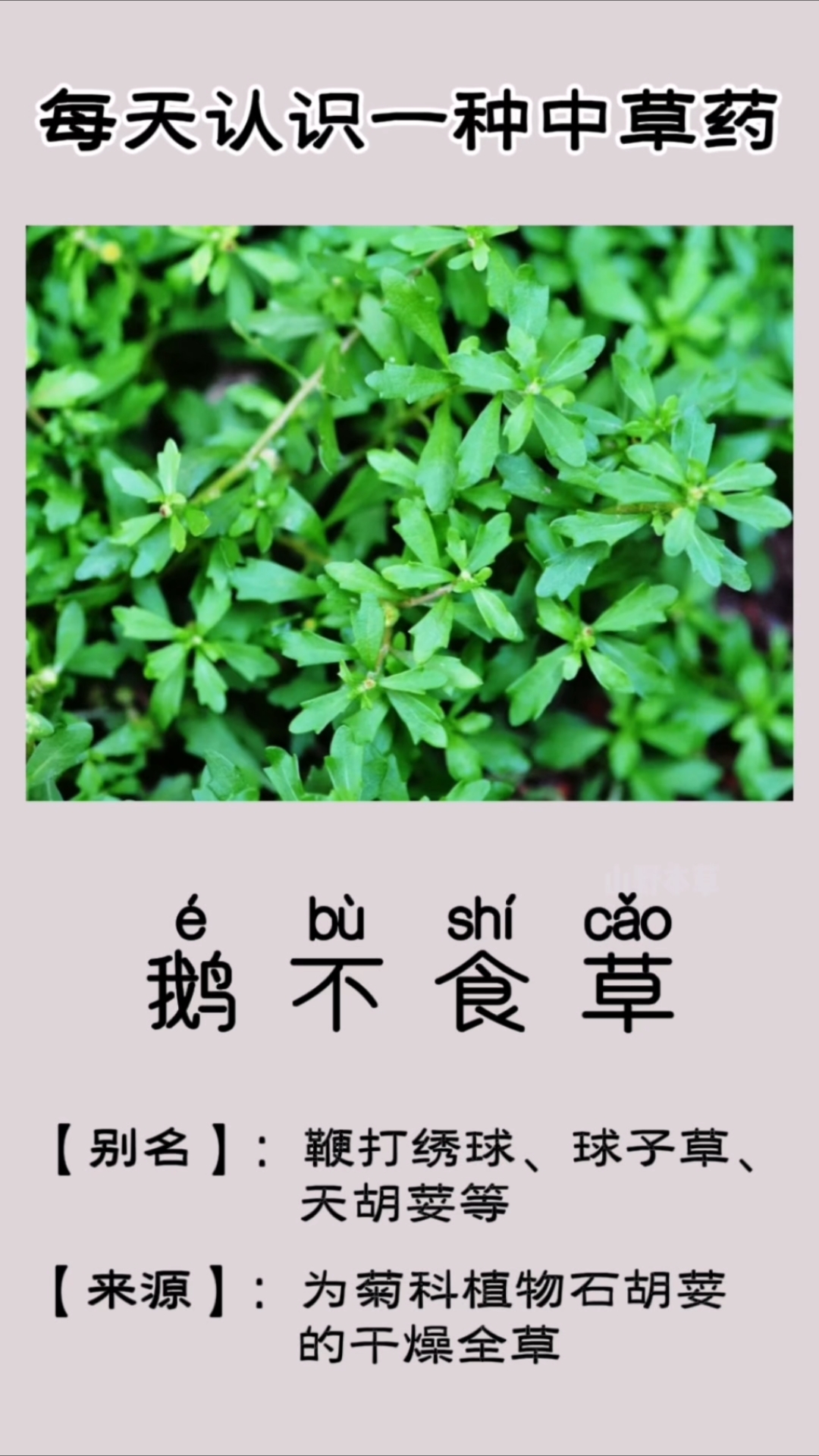 鹅不食草,为菊科植物石胡荽的干燥全草