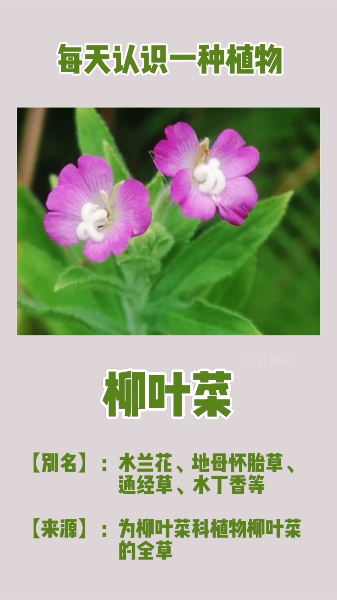 每天认识一种植物——柳叶菜