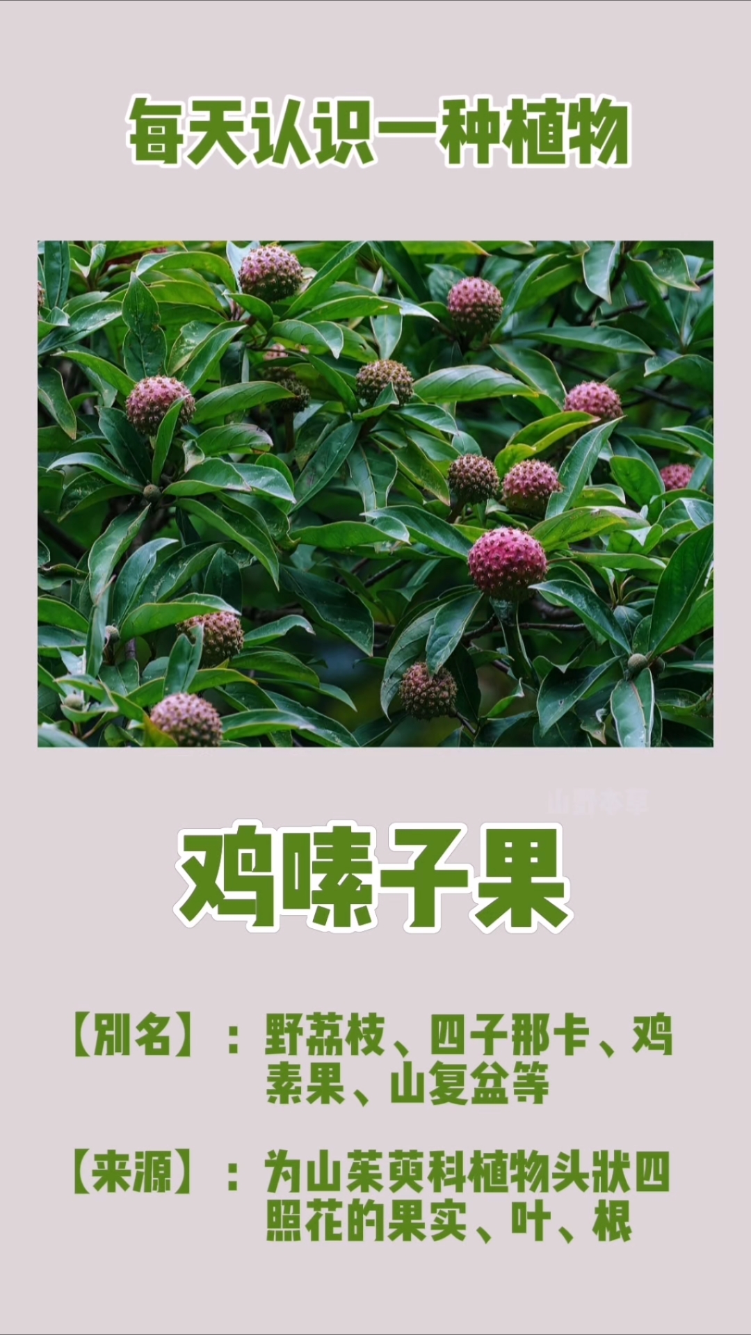 每天认识一种植物——鸡嗉子果