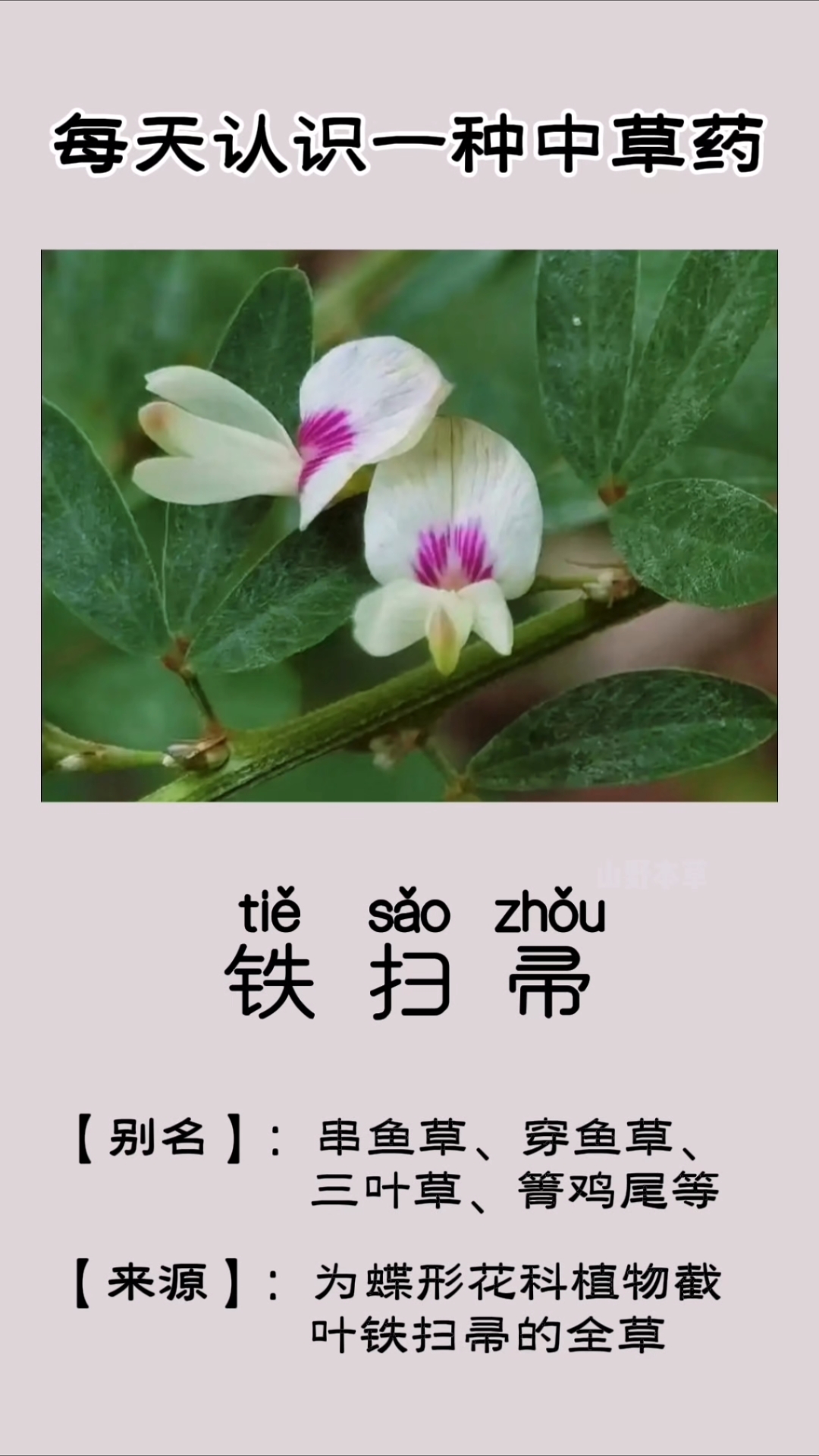铁扫帚,别名:串鱼草、穿鱼草、三叶草、箐鸡尾等