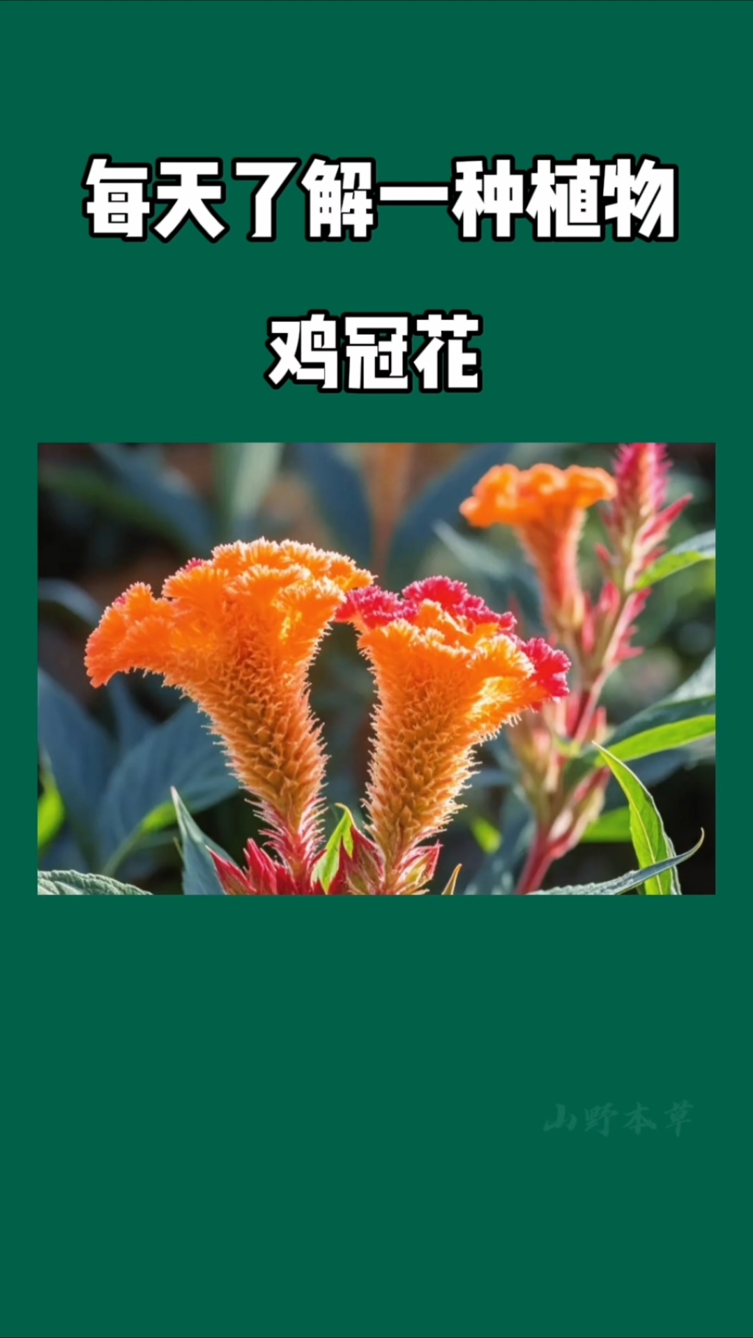 鸡冠花:一朵花撑起整个秋天的颜值!