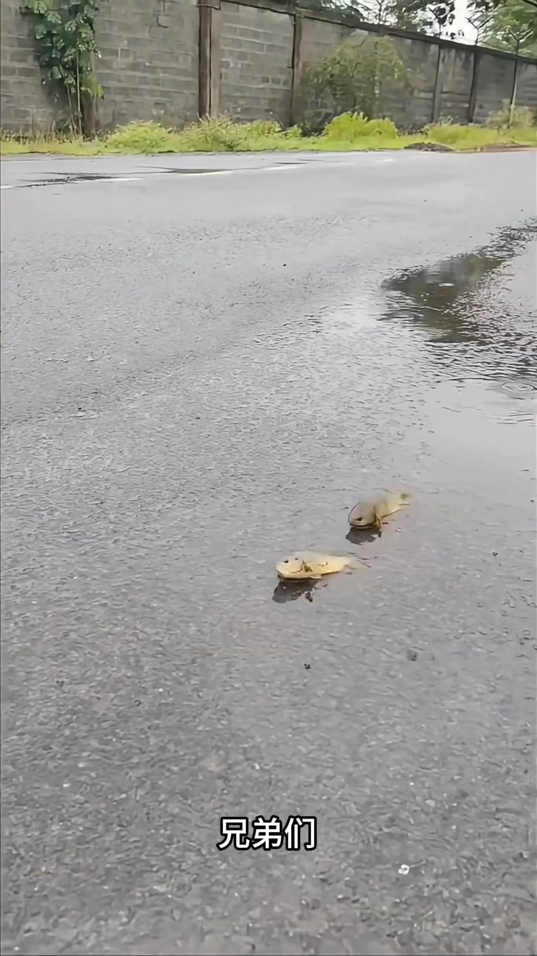 分享视频