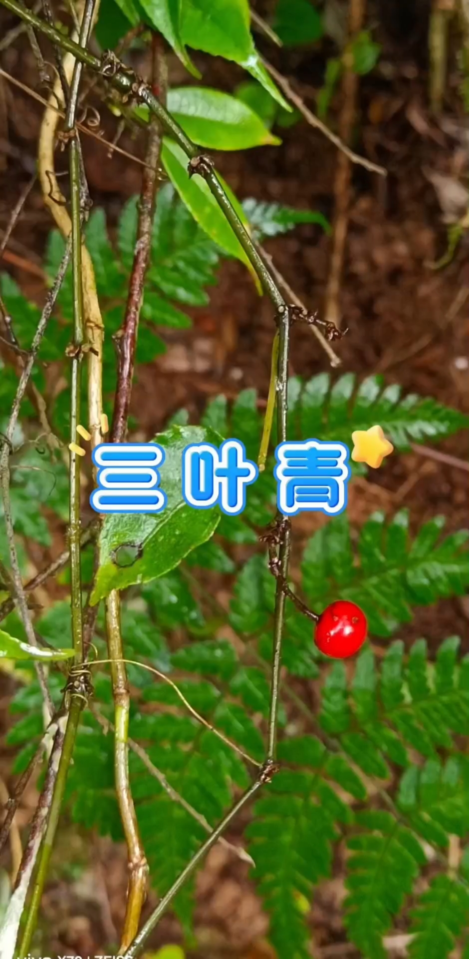 三叶青可真是个宝啊,碰到了一定要好好珍惜它