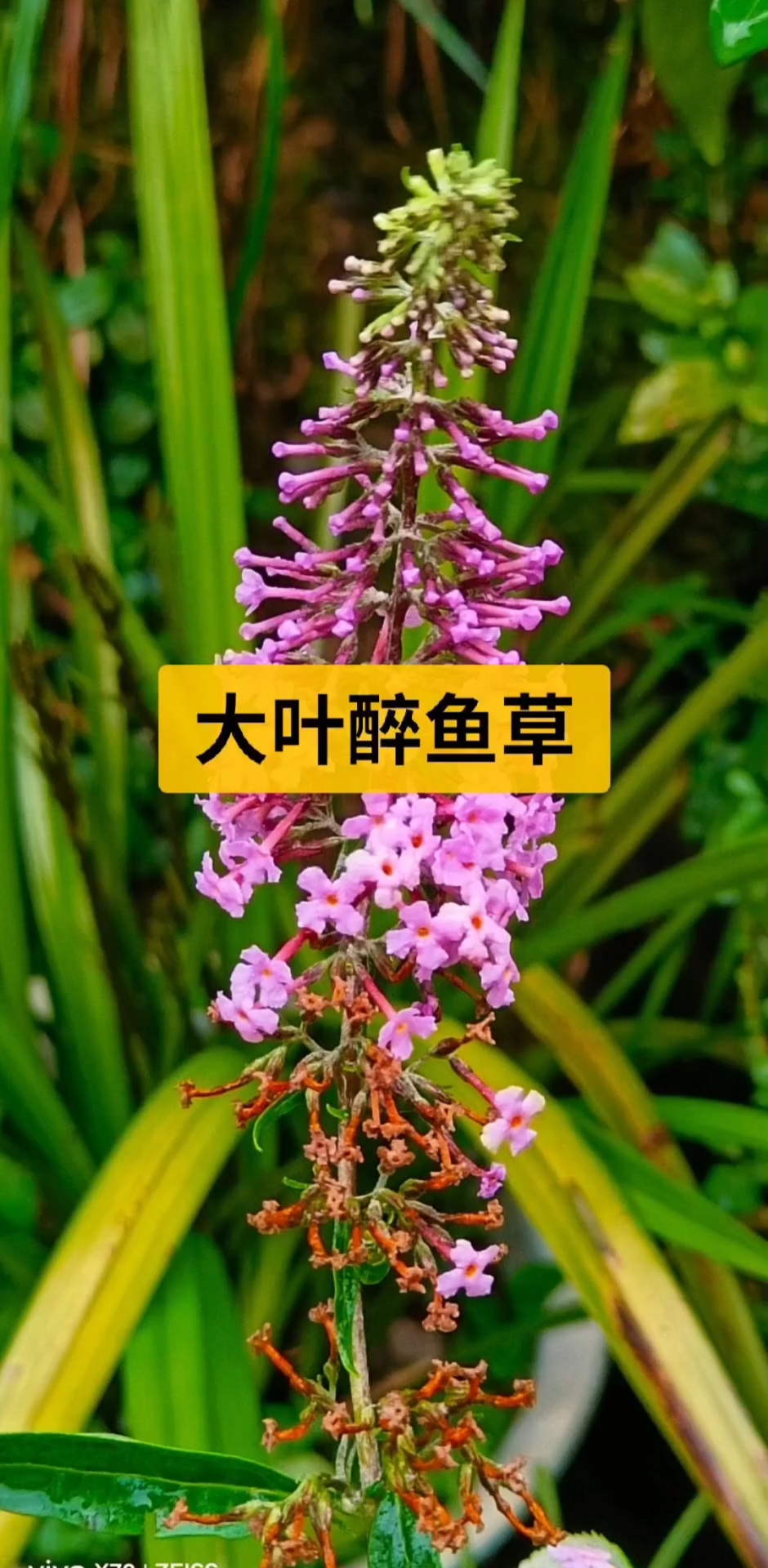 因为花和叶可以用来麻醉鱼儿,所以它叫大叶醉鱼草