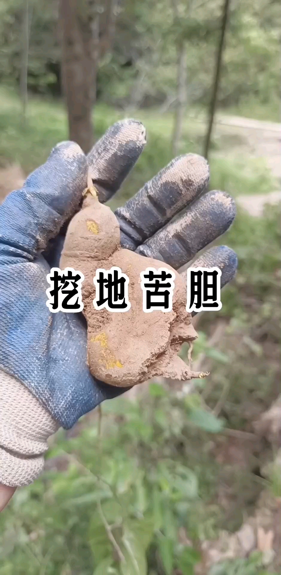 地苦胆真苦,可用过它的人都夸它妙