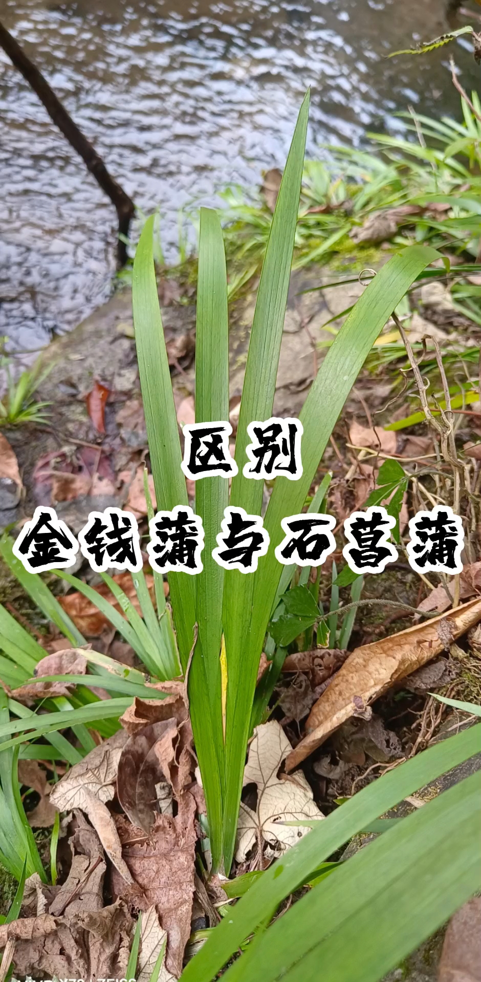 区别金钱蒲与石菖蒲,你会更好的应用它们