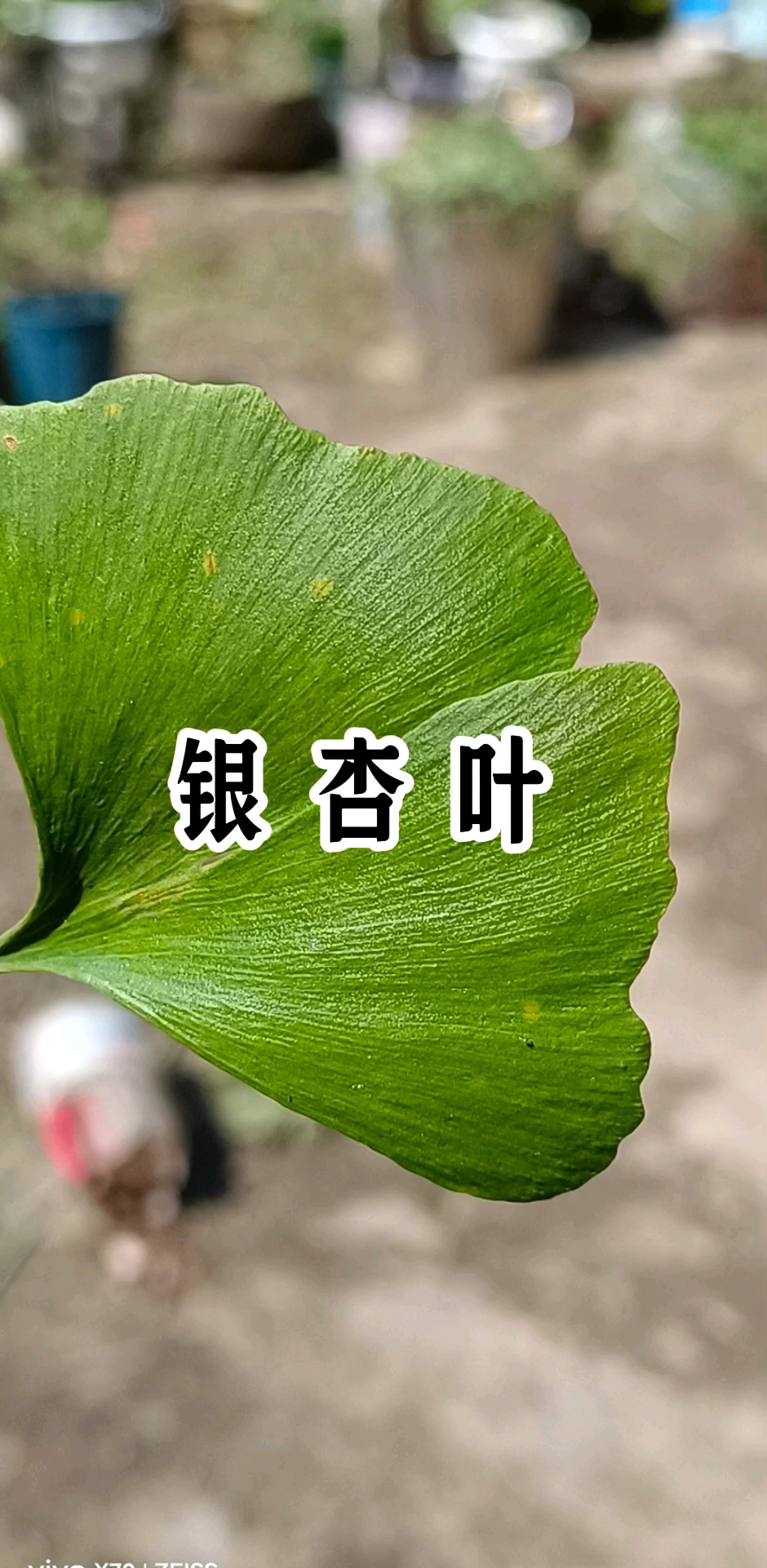银杏叶虽好,但不知道怎么用就要慎重