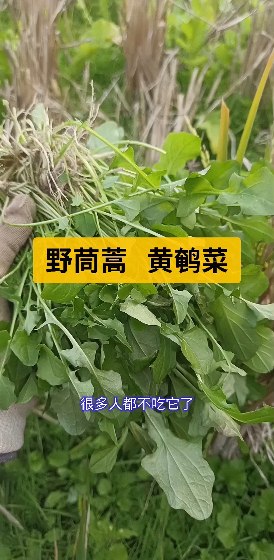 但凡做为野菜,它们的名字都有一个“菜”字,比如革命菜,黄鹌菜