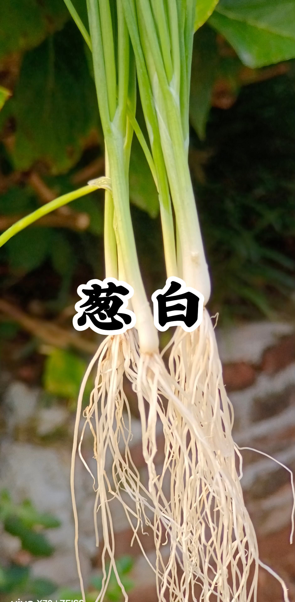 感冒了,你会想到葱白,葱白加生姜煮水你喝过吗