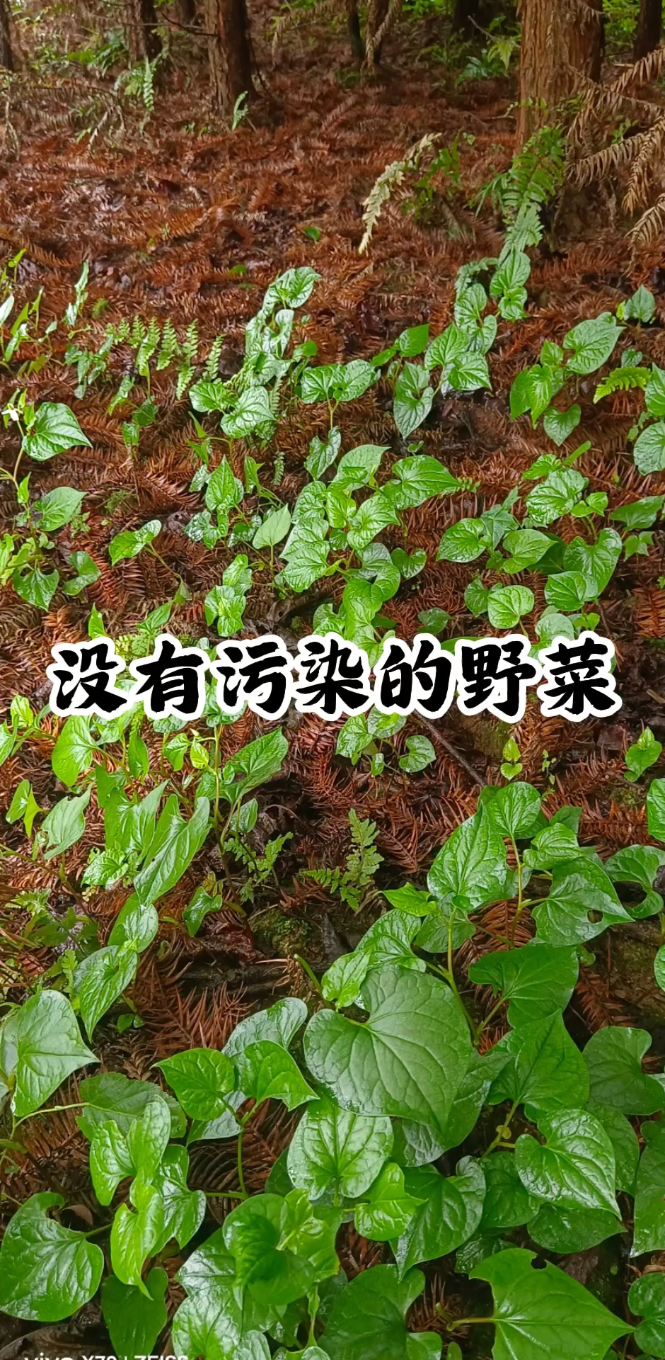 鱼腥草,有人讨厌它有人喜欢它,你吃过吗