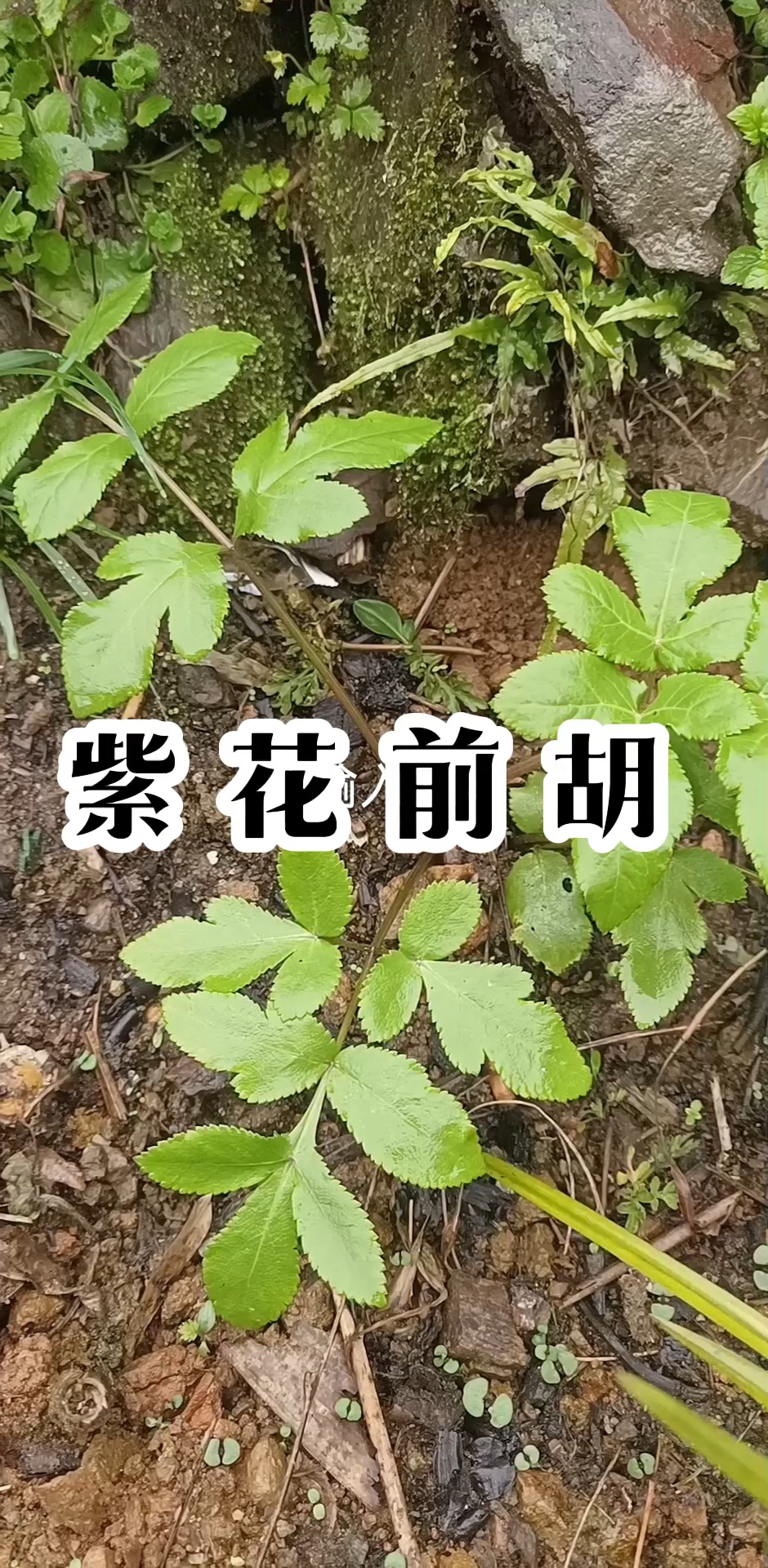 前胡你认为是那一种呢?白花还是紫花的