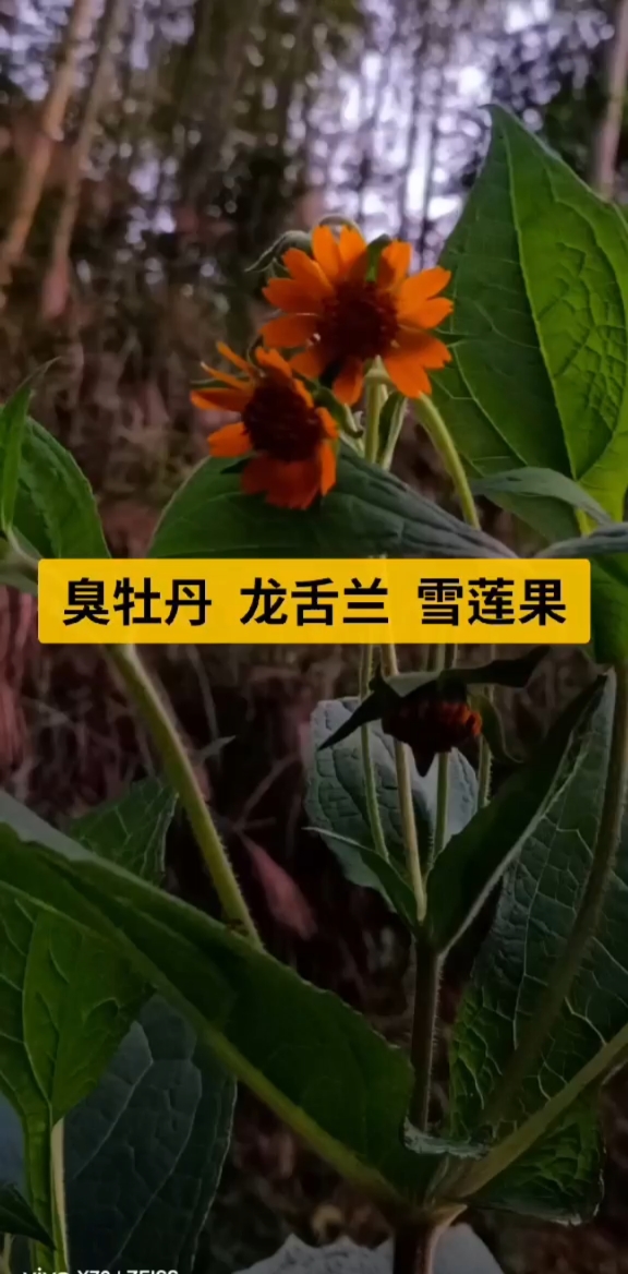 臭牡丹,龙舌兰,雪莲果你都见过吗