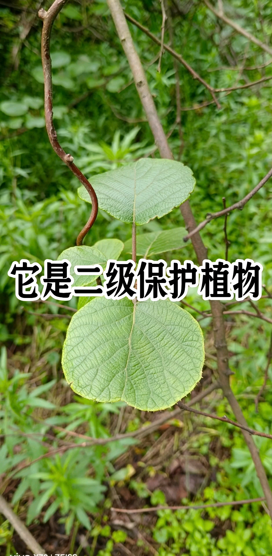 你吃过它的果实吗?它可是二级保护植物