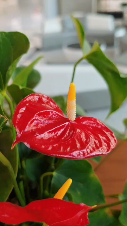 花烛(别名:红鹅掌、红掌、安祖花)