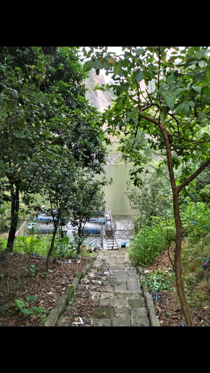 江门市群华路引人饭聚山庄推出自养鱼四味鱼,大盘鱼,酸菜鱼