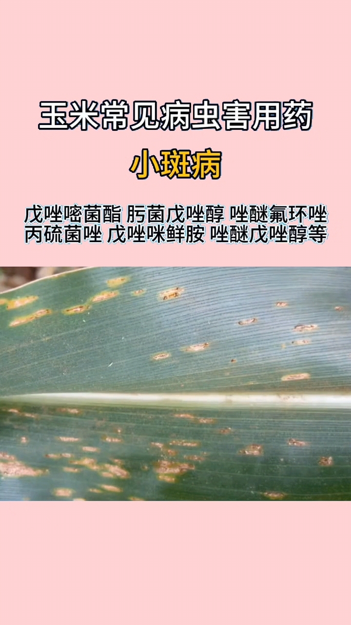 玉米常见病虫害及防治方法