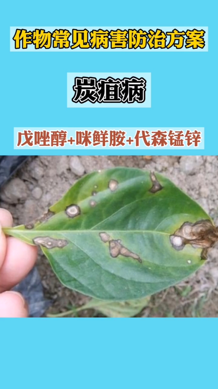 农作物常见病害如何治疗,今天它来了