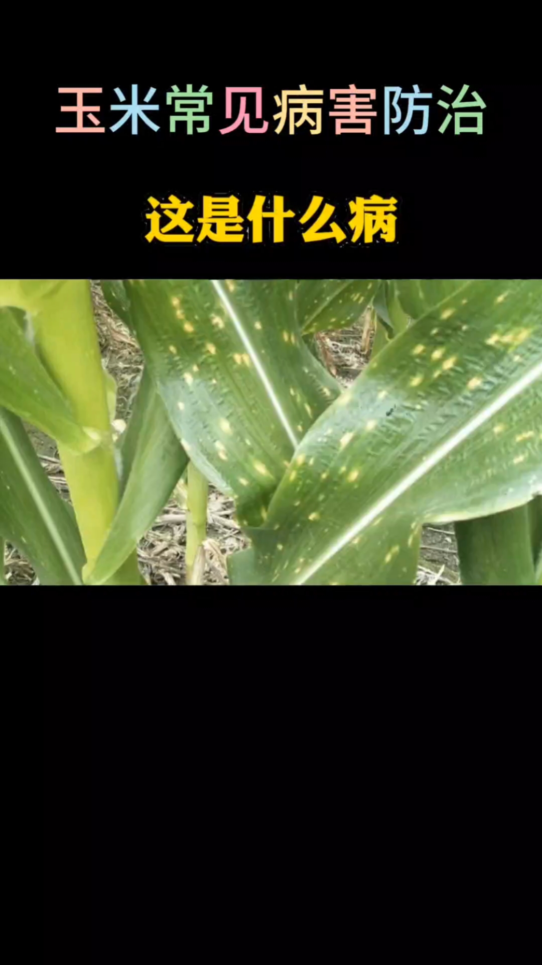 玉米常见病害如何防治,仅供参考