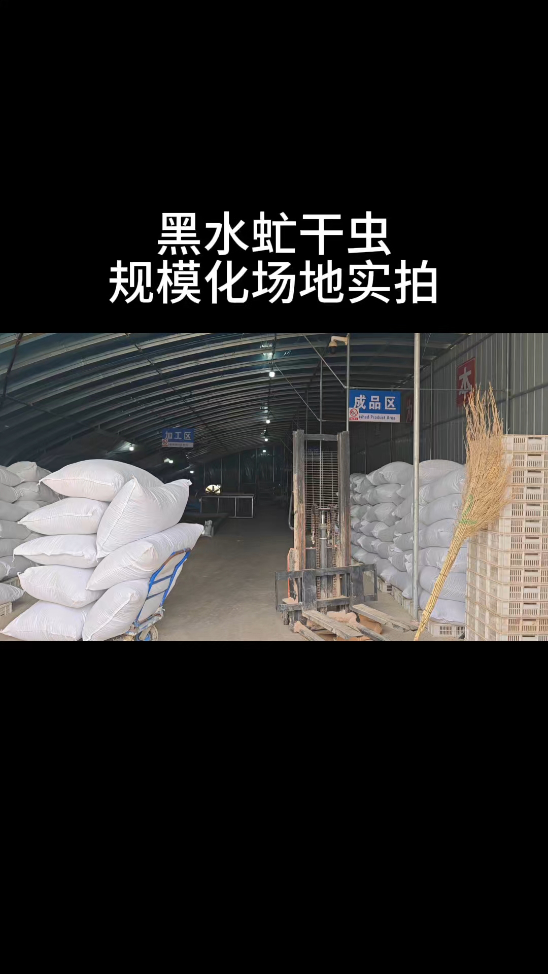 黑水虻干虫规模化场地实拍
