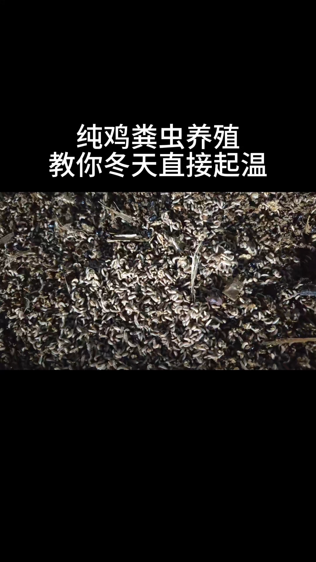 纯鸡粪虫养殖,教你冬天如何起温