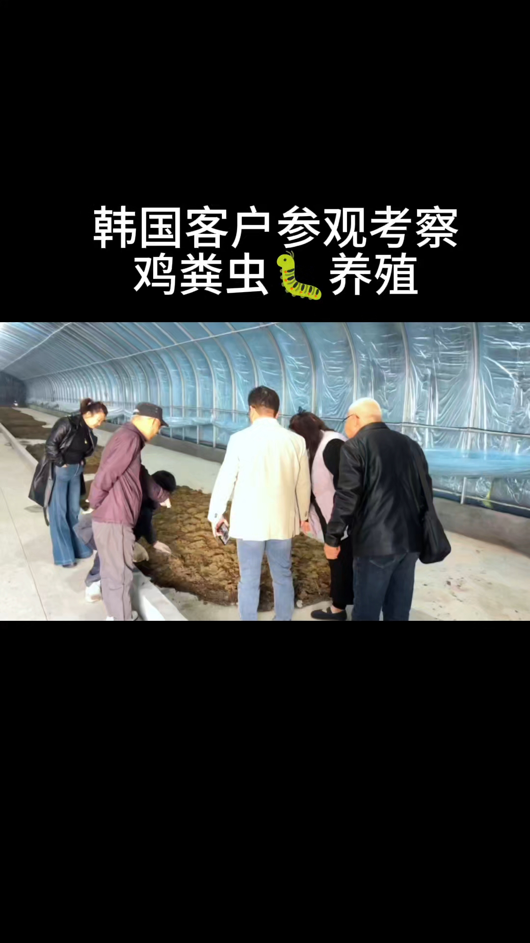 韩国客户参观考察鸡粪虫
