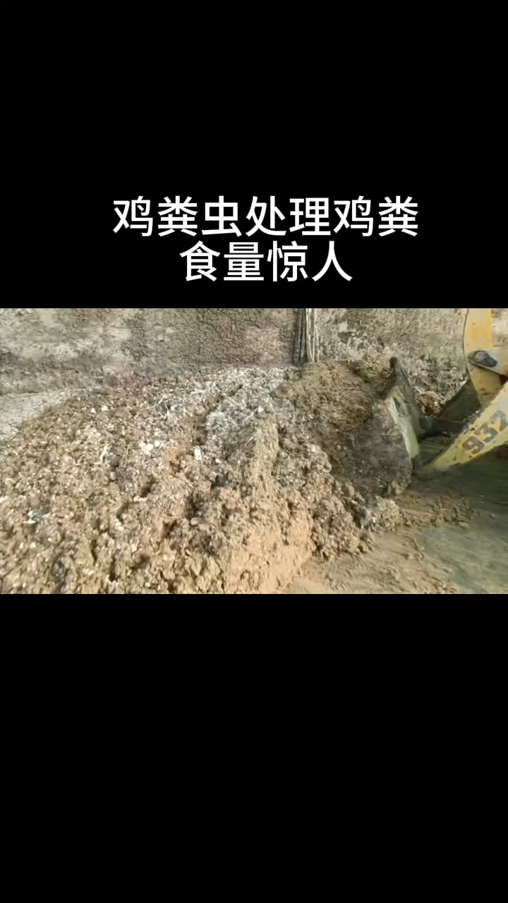 鸡粪虫处理鸡粪,食量惊人
