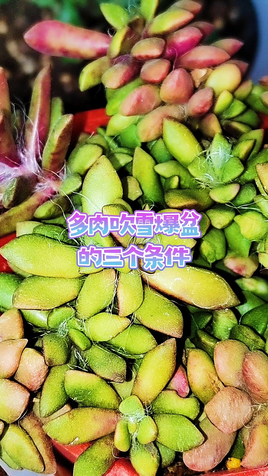 多肉吹雪爆盆,要满足三个条件