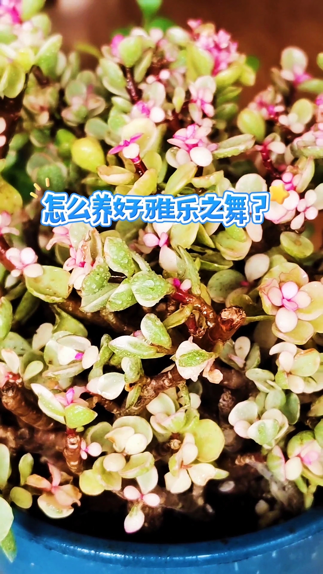 怎么养好雅乐之舞?