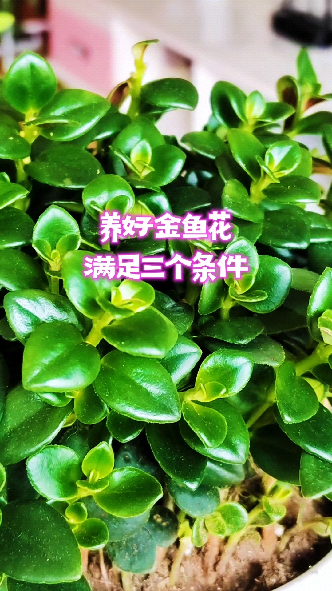 养好金鱼花,满足三个条件