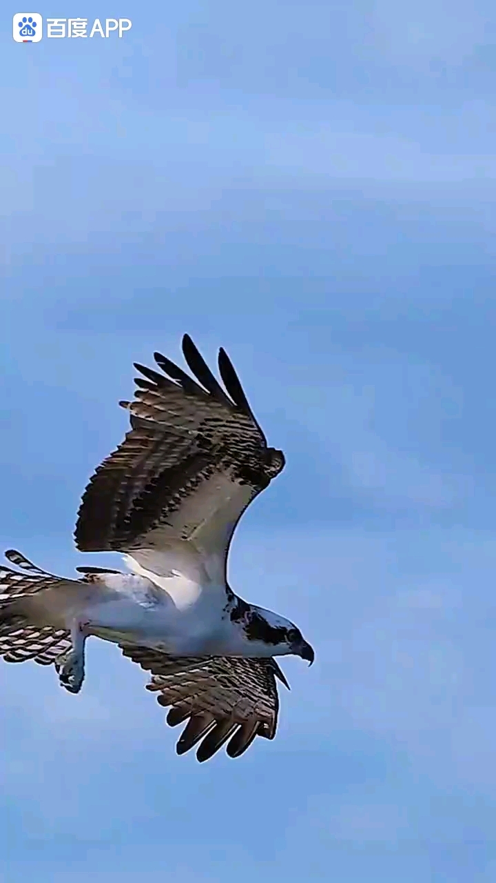 飞鹰叼鱼,壮观景象