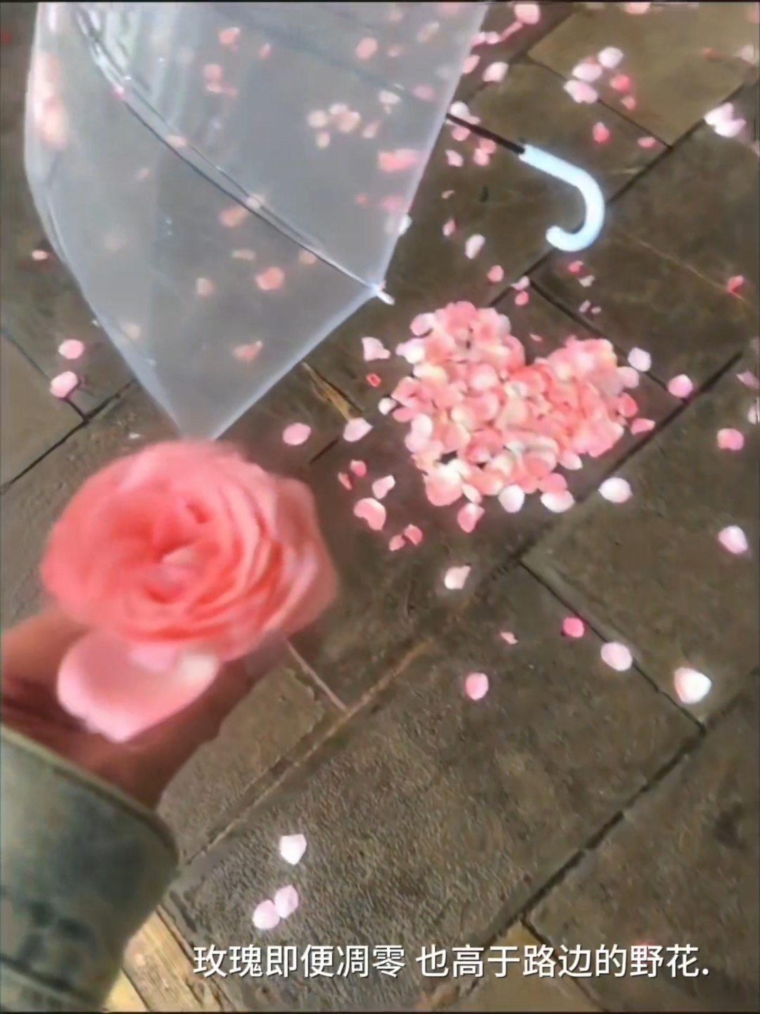 爱心玫瑰花