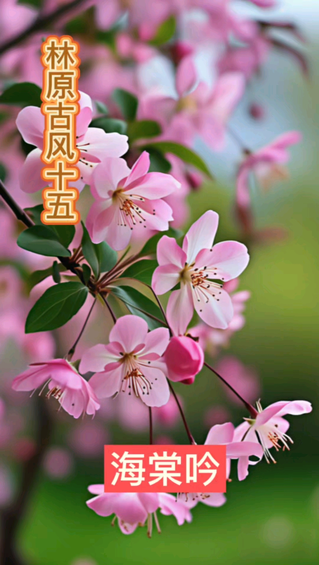 林原古风 海棠吟
