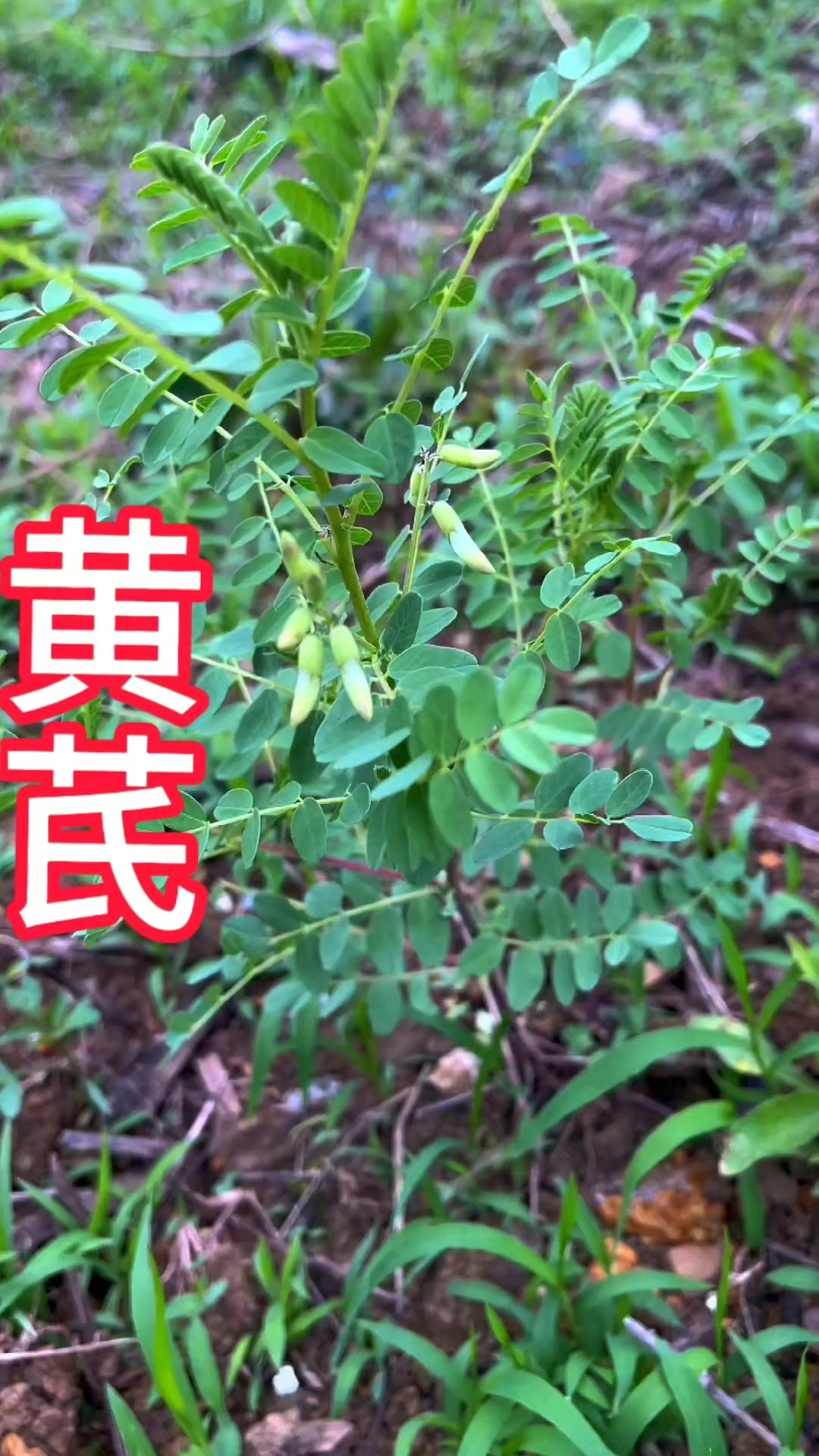 每天认识一种中草药——黄芪