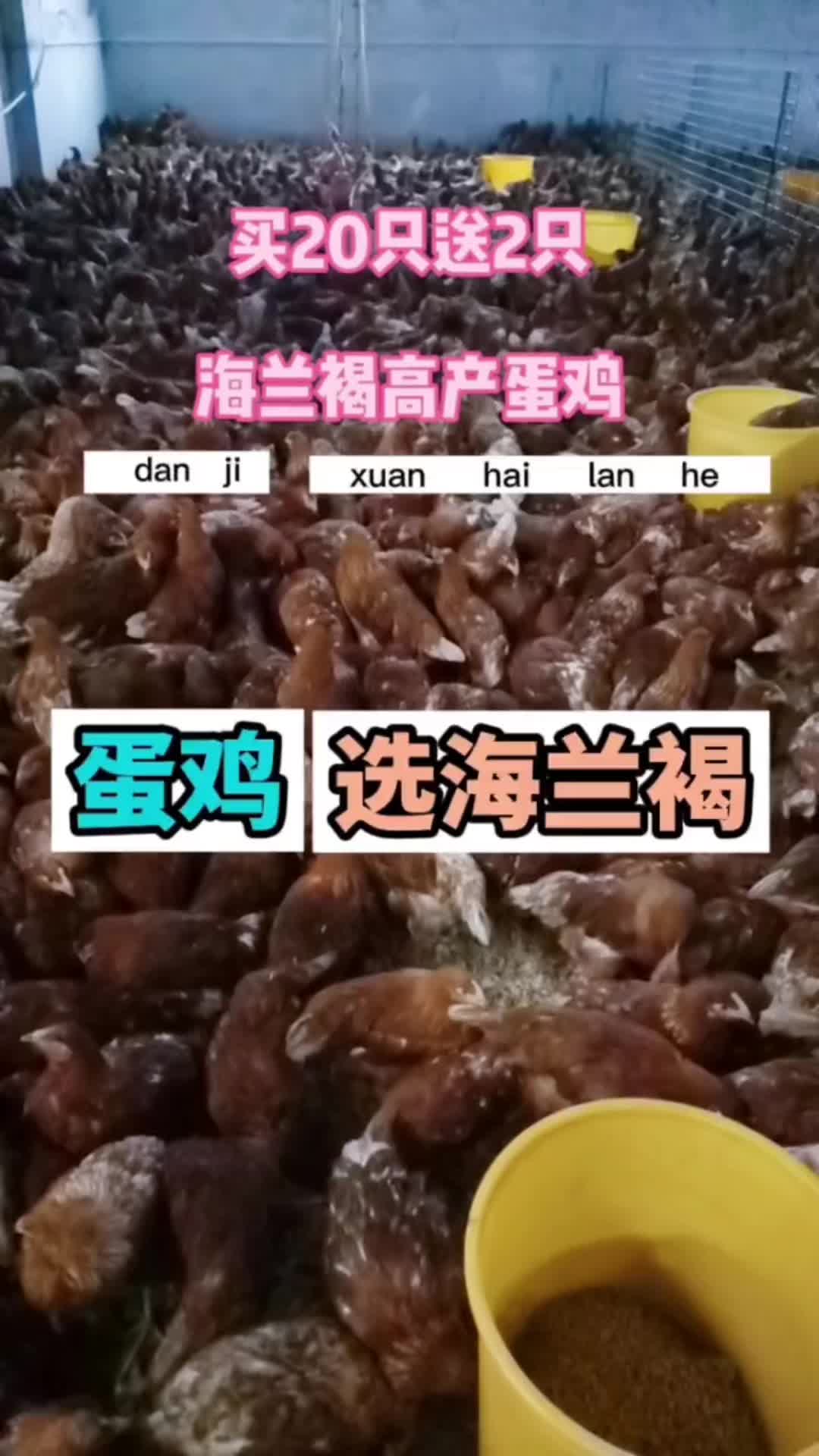 海兰褐高产蛋鸡 年产蛋率260枚