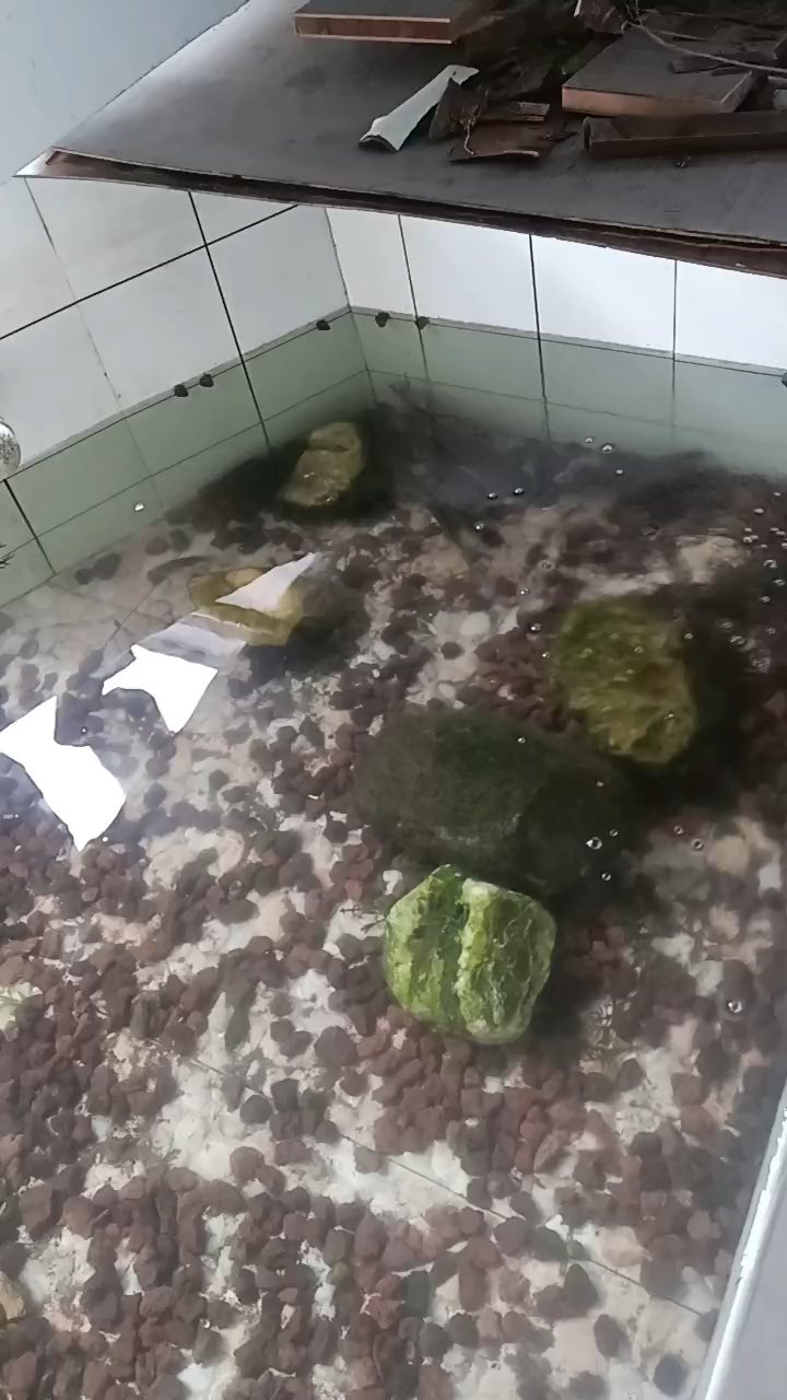 自家阳台鱼池水真青。