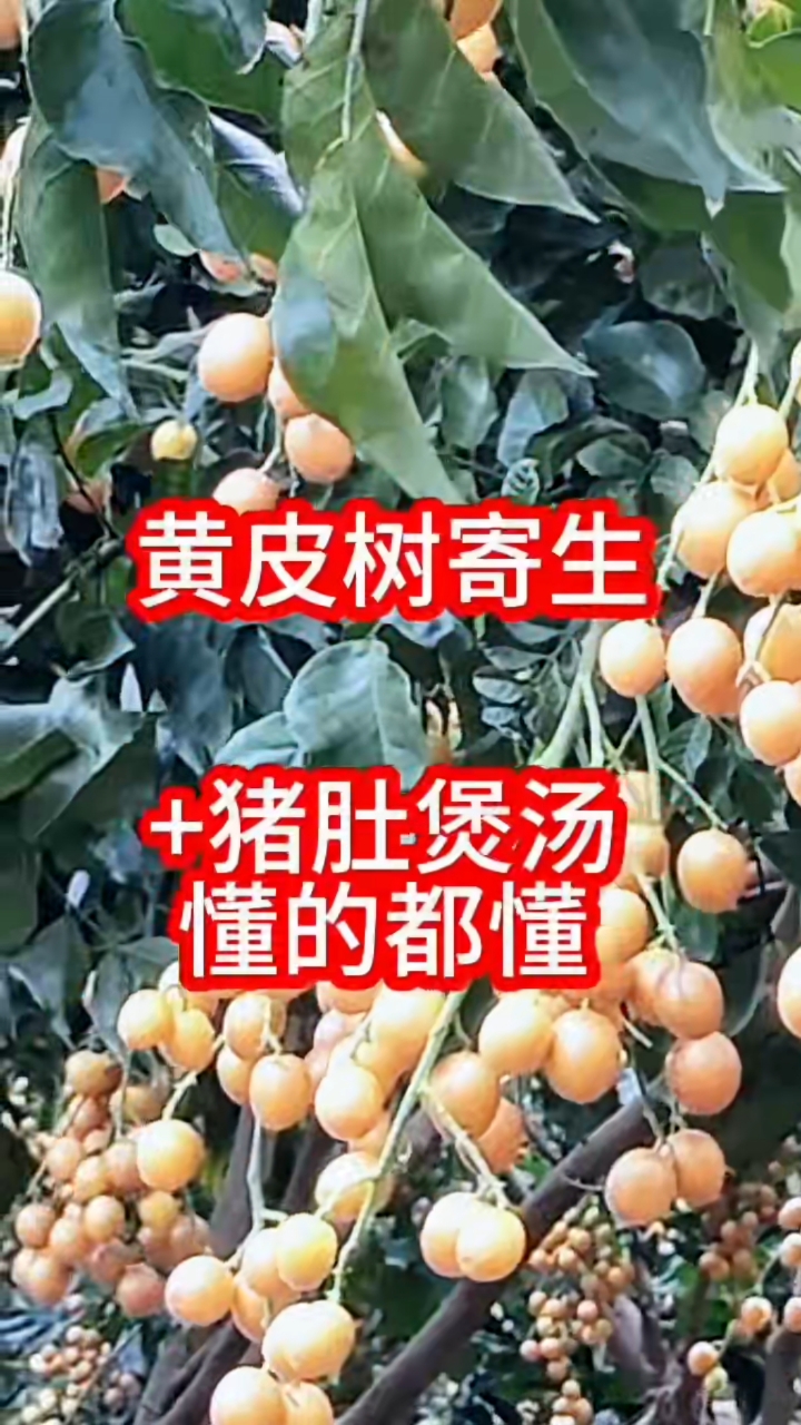 黄皮寄生和猪肚煲汤 懂得都懂 野生药材 大自然的味道