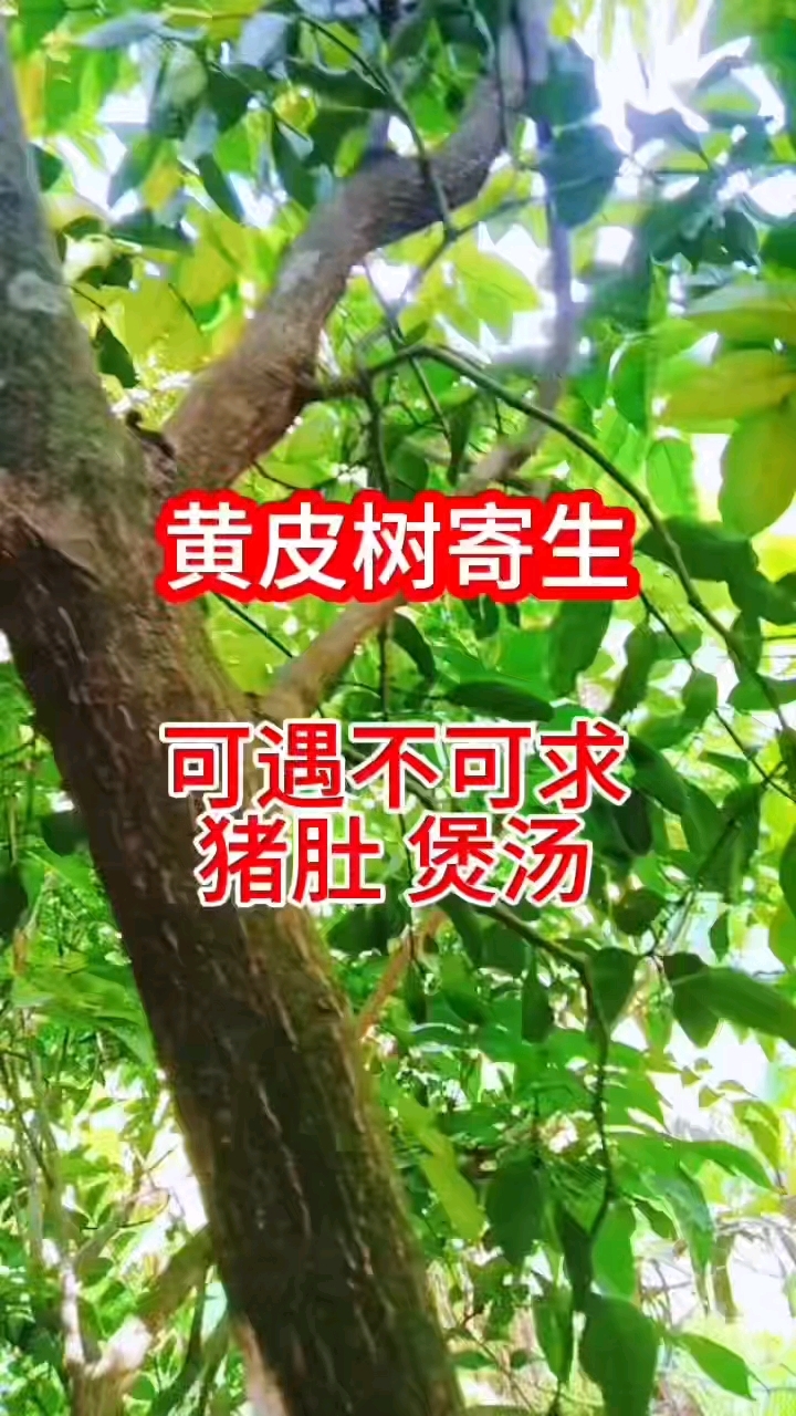 暖胃靓汤黄皮寄生猪肚汤 可遇不可求的野生药材